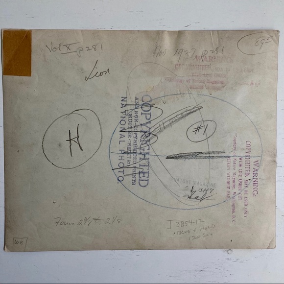 Lot of 5 Vintage Nature Magazine Press Photos 1927 - Picture 3 of 11